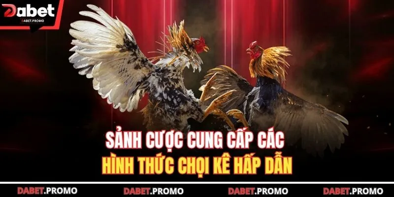Sảnh cược cung cấp các hình thức chọi kê hấp dẫn